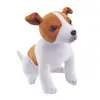 Jack russel terrier