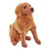Retriever zlatý