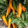 Semínka chilli Bulgarian Carrot 10 ks