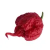 Semínka chilli Carolina Reaper 10 ks