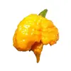 Semínka chilli Carolina Reaper Yellow 10 ks