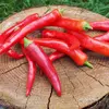Semínka chilli Cayenne Red 10 ks