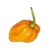 Semínka chilli Habanero Big Sun 10 ks