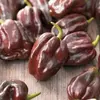 Semínka chilli Habanero Chocolate 10 ks