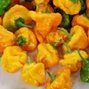 Semínka chilli Jamaican Yellow 10 ks