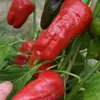 Semínka chilli Pimientos de Padron 10 ks