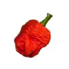 Semínka chilli Trinidad Scorpion Moruga 10 ks