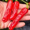Semínka chilli Shishito 10 ks