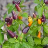 Semínka chilli Pequin 10 ks