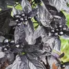 Semínka chilli Black Pearl 10 ks