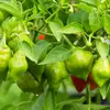 Semínka chilli Habanero Tasmanian 10 ks