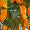 Semínka chilli Bhut Jolokia Orange 10 ks