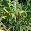 Semínka chilli Uchu Cream 10 ks