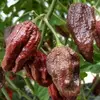 Sazenice Naga Brain Chocolate 1 ks