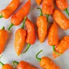 Sazenice Bhut Jolokia Orange 1 ks