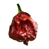 Sazenice 7 Pot BS Chocolate 1 ks