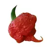 Sazenice 7 Pot Primo 1 ks
