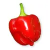 Sazenice Habanero Red Savina 1 ks