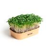 Sada pro domácí pěstování microgreens - Brokolice Calabrese