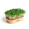 Sada pro domácí pěstování microgreens - Brokolice Calabrese