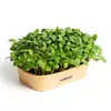 Sada pro domácí pěstování microgreens - Slunečnice