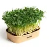 Sada pro domácí pěstování microgreens - Hrášek Affyla