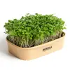 Sada pro domácí pěstování microgreens - Rukola