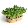 Sada pro domácí pěstování microgreens - Ředkev Daikon