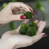 Řasokoule 3-5 cm - 6 ks | Zelená