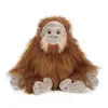 Orangutan
