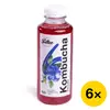 Balíček Falko kombucha - borůvka (6x 0,5 l)