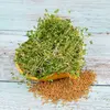 Hořčice Sarepská (hnědá) – semena na klíčky, 30 g