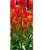Červené tulipány 90x202 cm