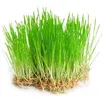 30 g Semená na klíčenie (mladý jačmeň)