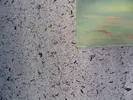 Varianta 18/1