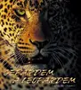 Jaké je to být gepardem a leopardem