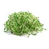 Vojtěška (lucerna setá) – semena na klíčky, 20 g