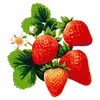Jahoda