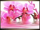 Obraz orchidej | Velikost: 70 x 50 cm