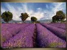 Obraz levandule Provence | Velikost: 70 x 50 cm