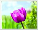 Podnos Emsa Classic 50 x 37 cm - motiv tulipány