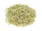 Brokolice – semena na klíčky, 10 g