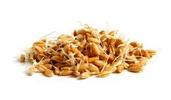Semena na klíčky - pšenice 50 g