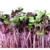 Ředkvička Red Purple – semena na klíčky, 10 g