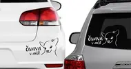 Samolepka na auto Čivava v autě II | Velikost: Barva: bílá