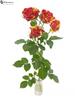 Africká trsová růže Fire Flash 5+ květů