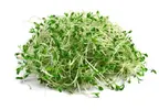 Vojtěška (lucerna setá) – semena na klíčky, 20 g