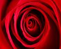 Fotoobraz Růžový květ 40 x 50 cm
