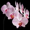 Fotoobraz Orchidej 50 x 50 cm
