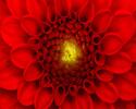 Fotoobraz Červený květ 40 x 50 cm